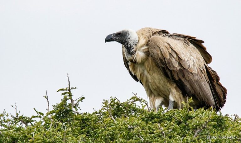 kariega-eastern_cape-white-backed-vulture-AGB4DLW9RpunJkjD